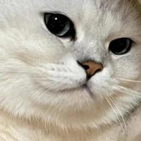 哪些猫粮性价比高？2026 高性价比猫粮排行榜出炉！