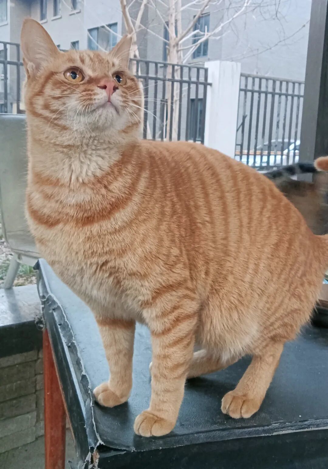 杭州领养日线上领养榜-猫猫20260208-附兔兔1位