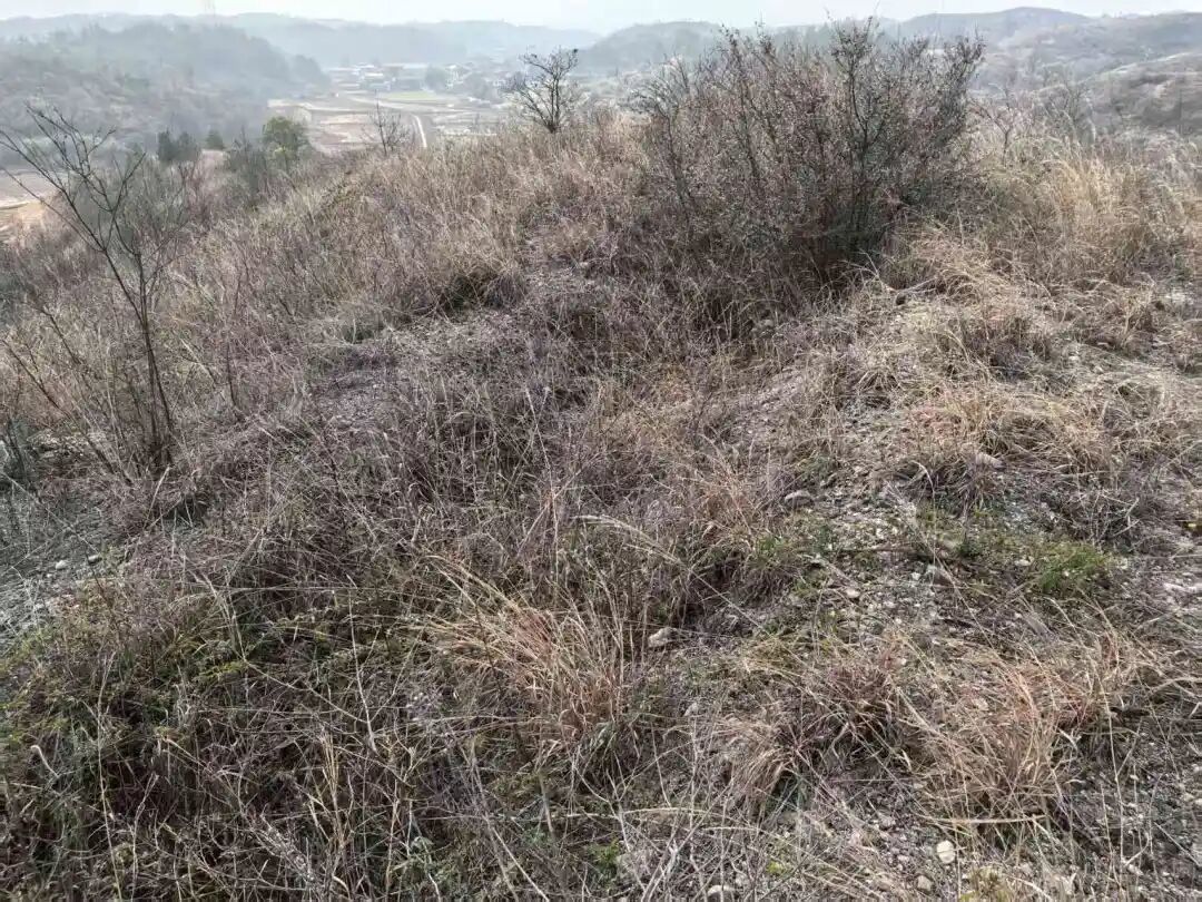 第一次长沙会战草鞋岭阵地遗址考察
