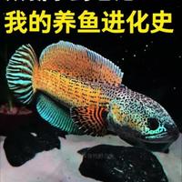 一个不断升级的鱼缸，和里面越来越贵的主人。 本期视频比较长，我会给你们分享我的鱼缸升级过程以及各类品种鱼如何饲养，包括了龙鱼饲养教学，眼镜蛇雷龙咬缸教学等。如果你还不知道养什么鱼 这期视频非常适合给你们参考 #养鱼日记 #养鱼人 #雷龙鱼 #龙鱼 #观赏鱼