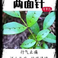 听故事学中药，今天讲两面针的故事。#两面针#每天跟我涨知识 #中医养生 #中药科普