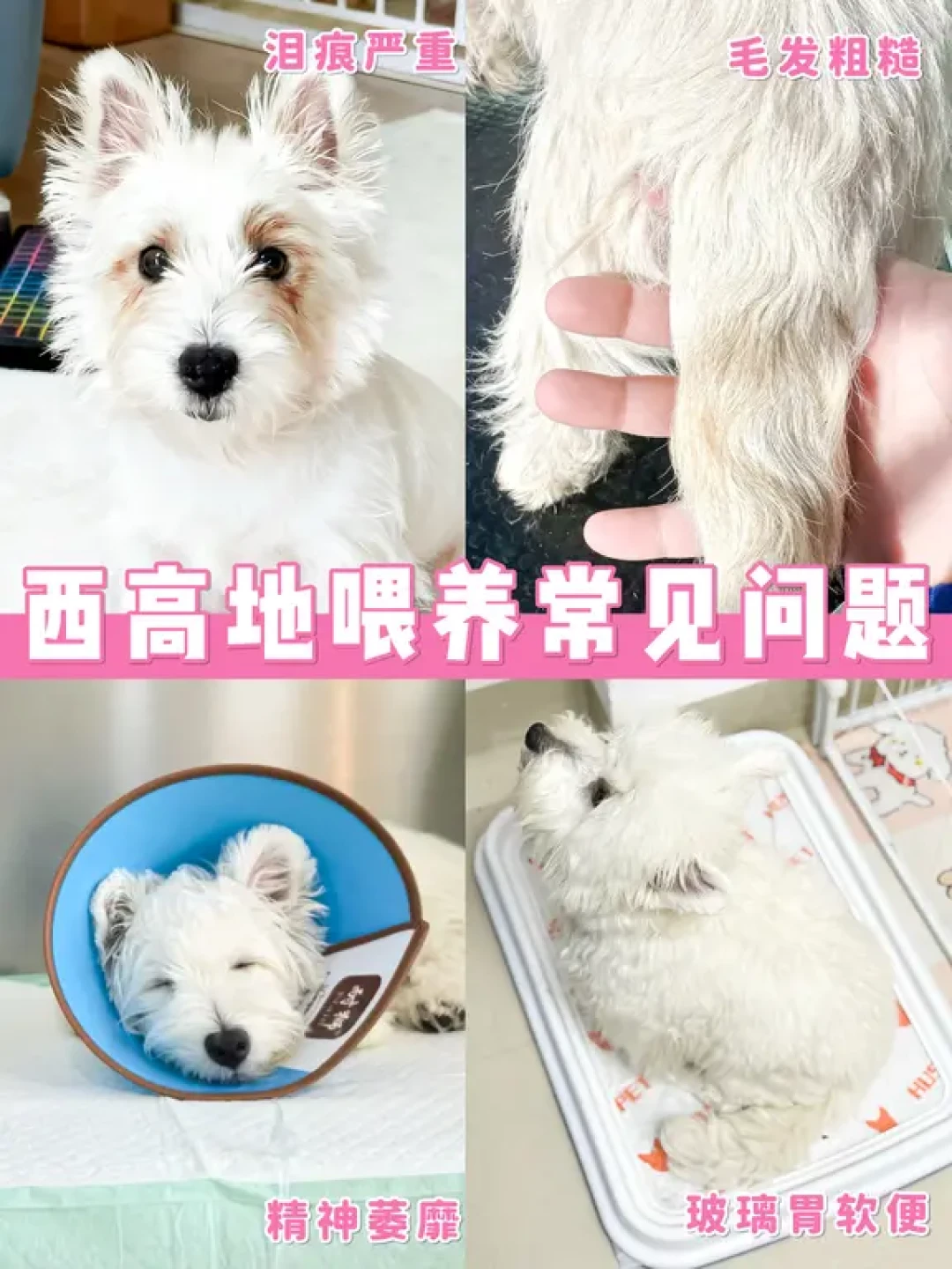 别再喂通用粮!读懂西高地需求的狗粮长这样