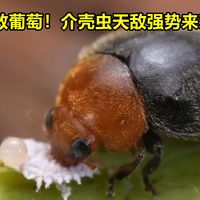 拯救葡萄！介壳虫天敌强势来袭！