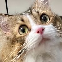 老年猫猫粮品牌怎么选？2026 优质放心款推荐清单！