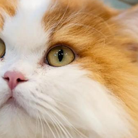 猫粮哪个牌子好？优质猫粮怎么选？2026 优质品牌推荐！