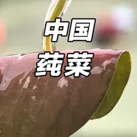 国家保护植物竟能光明正大吃？江苏这珍味啥来头！ #莼菜 #地方特色美食 #饮食文化 #猎奇美食 #全球创作者计划