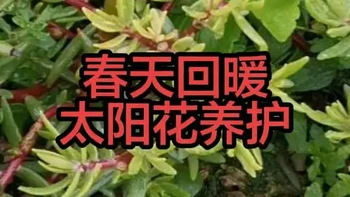 春天回暖，太阳花这么养花开爆盆挡不住 #当我爱上养花 #花卉绿植 #养花小知识 #重瓣太阳花 #家庭园艺