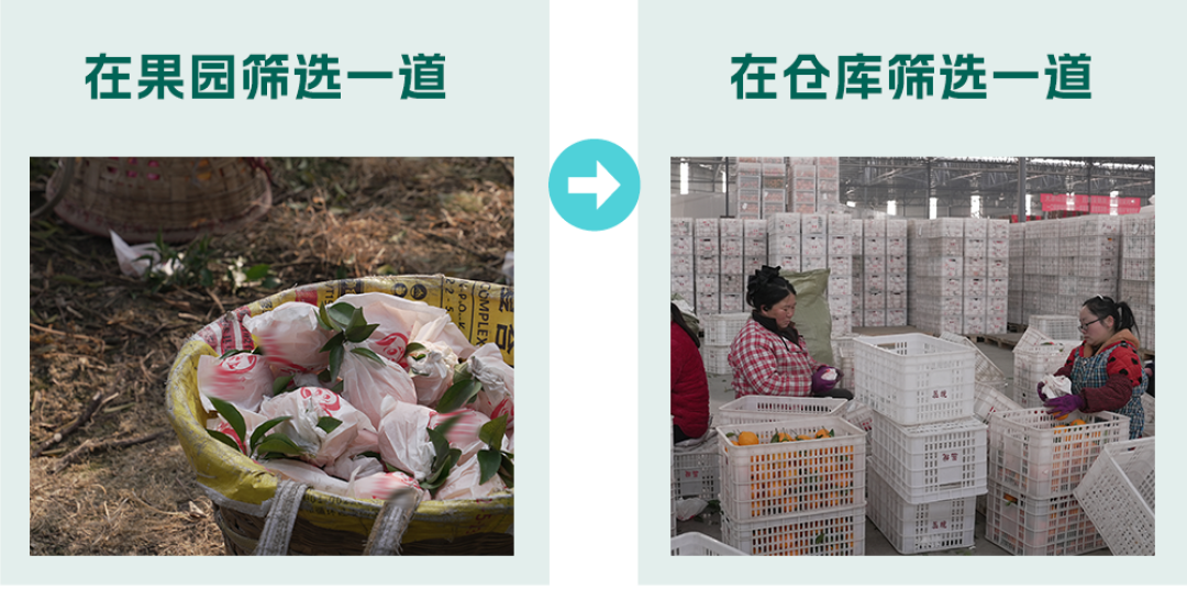 为什么12月之前的耙耙柑绝对不能吃？🤫（内含行业内幕）