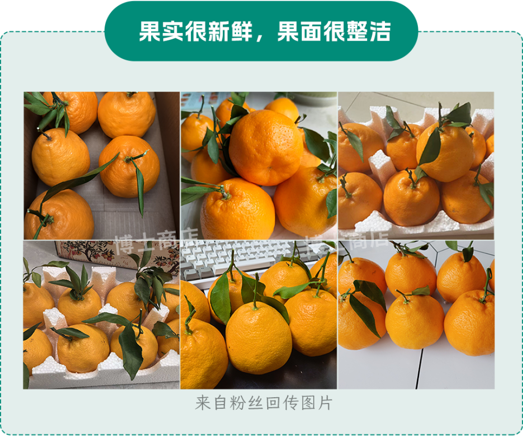 为什么12月之前的耙耙柑绝对不能吃？🤫（内含行业内幕）