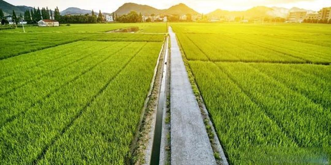 农民怎么用好高标准农田?乡镇农技干部这样帮助你农业发展