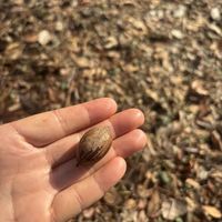 钟山笔记：碧根果为什么叫碧根果？