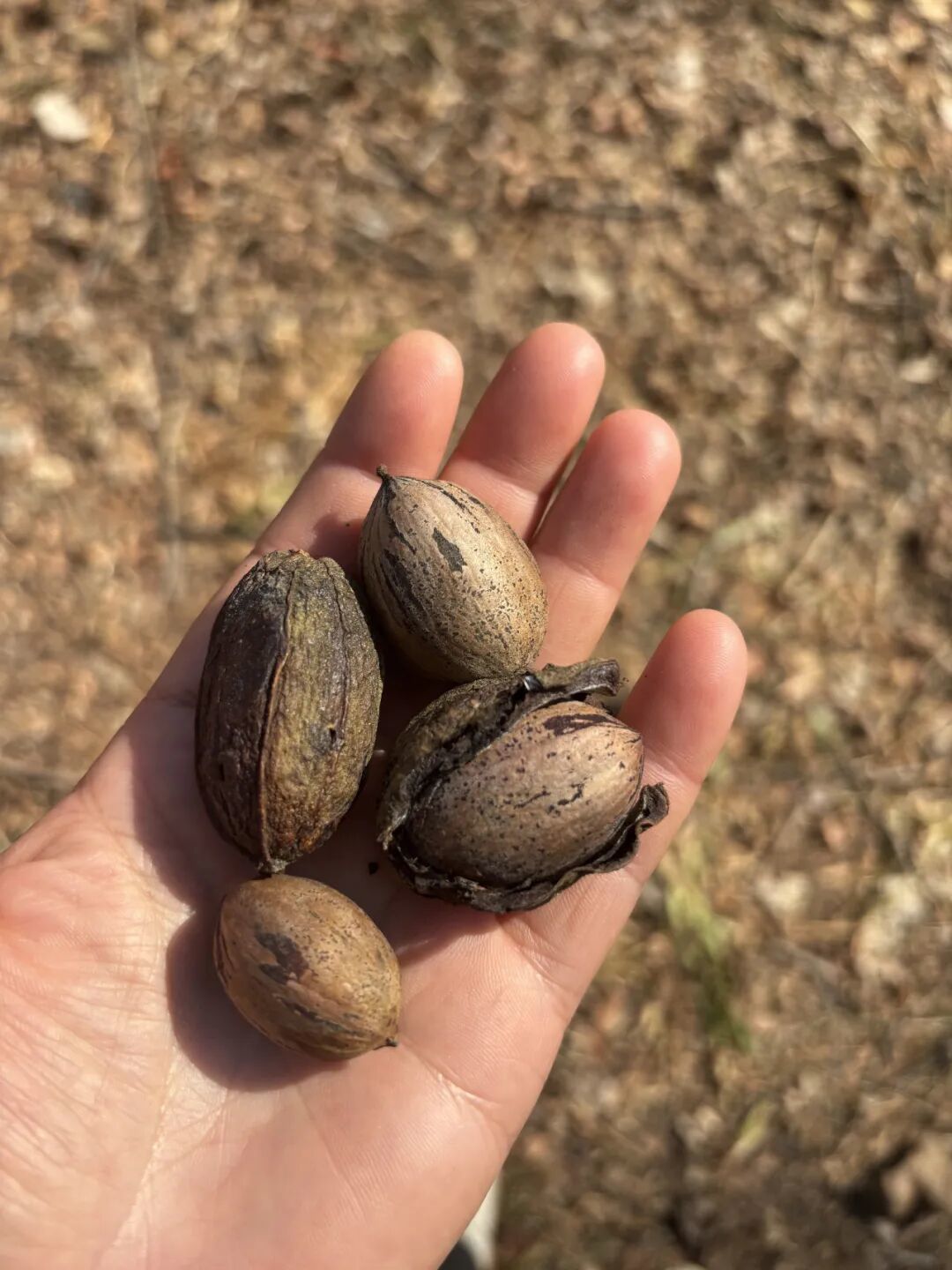 钟山笔记:碧根果为什么叫碧根果?
