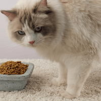 高蛋白≠适合所有猫：增肥猫粮实测，消化率与脂肪含量才是关键差异