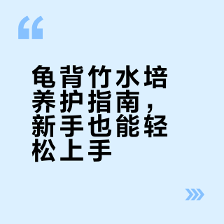 水培龟背竹养护教程