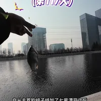 路亚鲫鱼最新钓组超详细全方位讲解，让你更了解卡七钓组！#路亚 #路亚野钓 #路亚鲫鱼 #哈斯达骑士DC#哈斯达蝴蝶富士竿