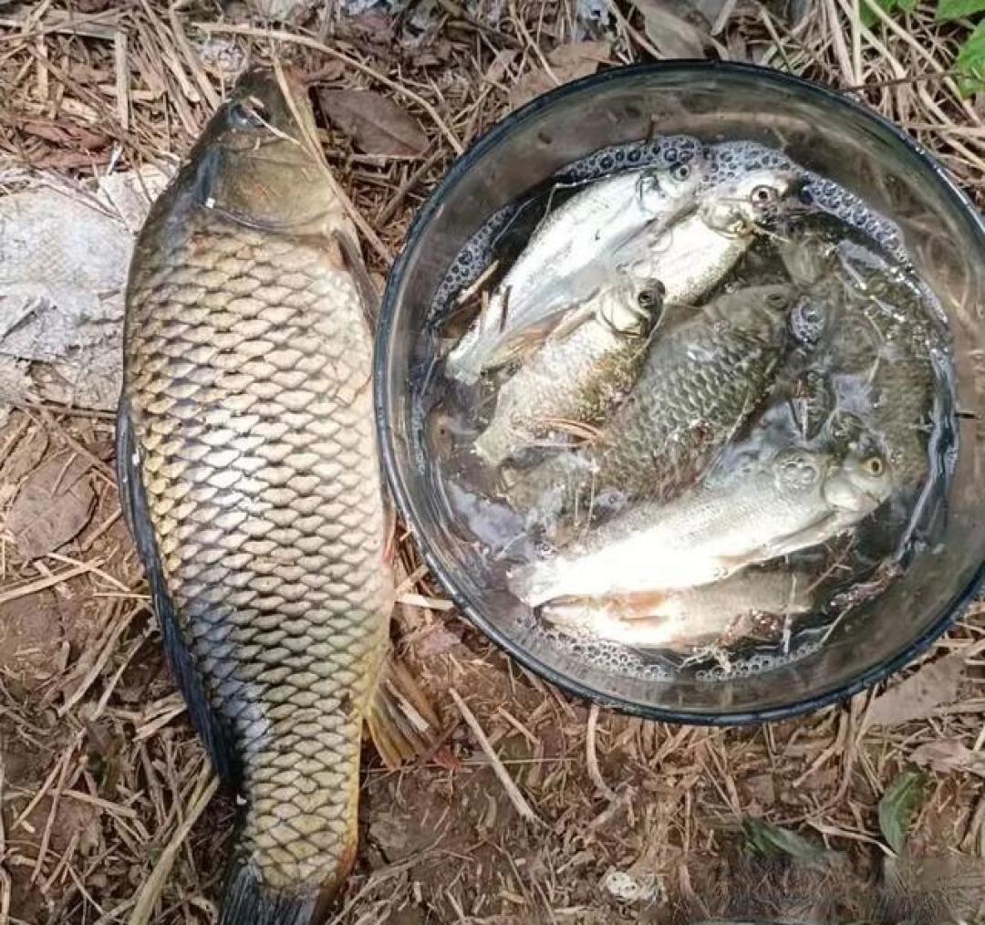 深秋钓鱼别瞎跑!这3种天气一到,鱼口好到忙不过来