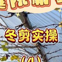 庭院葡萄冬剪4