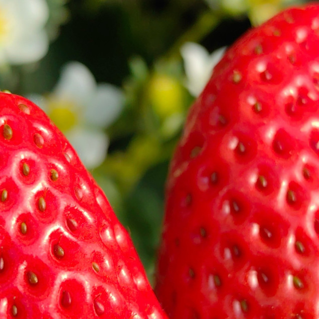 奶茶党必冲｜CoCo 省钱排行榜🔥美团半价周末喝出 5 折快乐