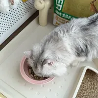 6款美毛猫粮实测｜养出丝滑“绸缎毛”的好帮手