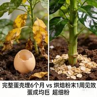 蛋壳肥料让土壤快速吸收的硬核技巧!
