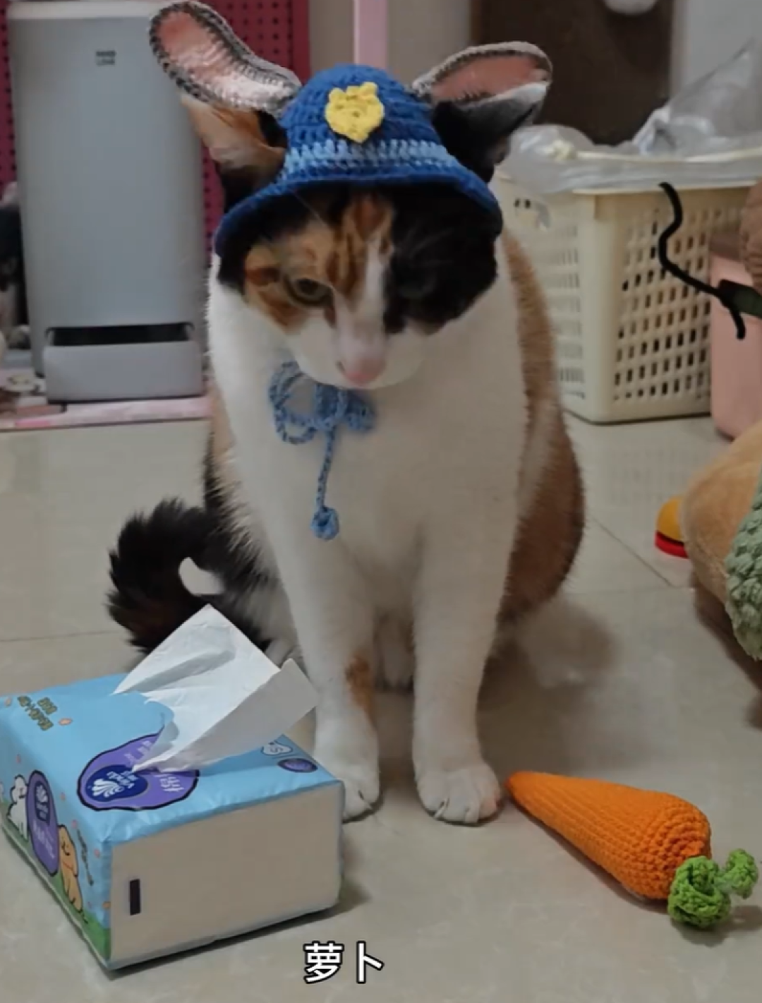做一只“萝卜纸巾猫”也挺好