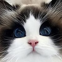 猫粮品牌怎么选？2026公认好的优质猫粮品牌推荐