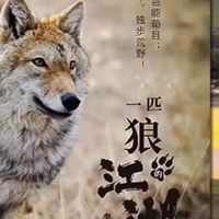 人与狼的羁绊，自由与生命的重量