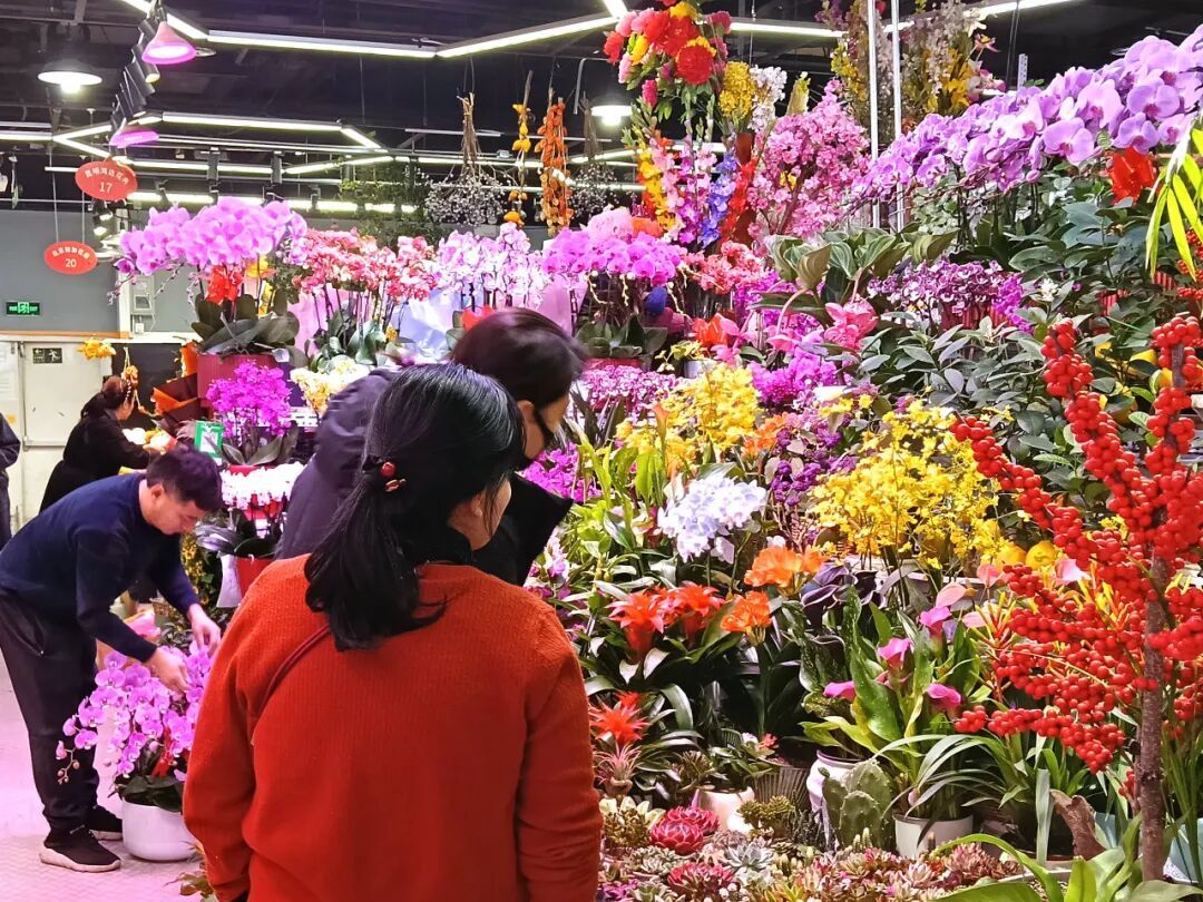 把“红火”带回家!海淀人的新春仪式感,藏在这片花海——