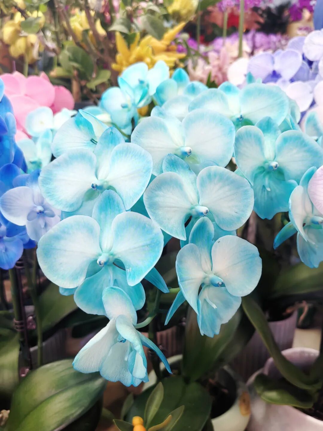 把“红火”带回家!海淀人的新春仪式感,藏在这片花海——