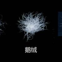 羽绒服有鸭绒、鹅绒，为什么没有鸡绒？
