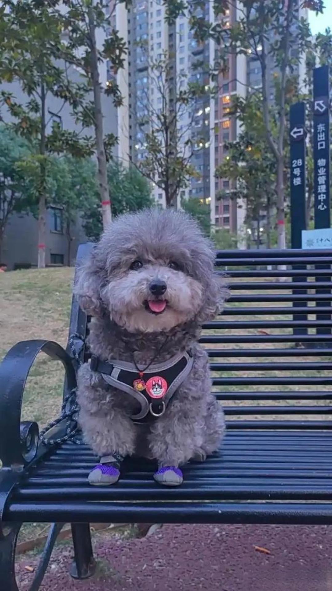 泰迪犬全攻略:新手养宠必看,品种知识+饲养技巧一次讲透!