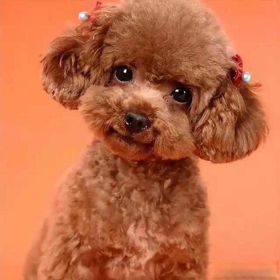 泰迪犬全攻略:新手养宠必看,品种知识+饲养技巧一次讲透!