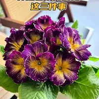 我养的报春花爆盆了！邻居追着问秘诀，其实就这3点👇#养花知识技巧 #养花小妙招 #家庭养花达人 #养花人 #养花小技巧