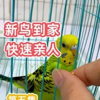 新鸟到家上手方法 认真看完，新手必看必学#虎皮鹦鹉#牡丹鹦鹉#新手养鸟#养鹦鹉入门教学 #鹦鹉亲人训练
