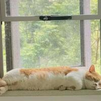 原来这些地方，才是猫咪最爱睡觉的地方，别买猫窝了