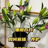 鲜切重瓣百合养护全攻略：从醒花到开花，延长花期就这么做！
#百合花 #重瓣百合 #养花达人 #养花小知识 #百合基地
