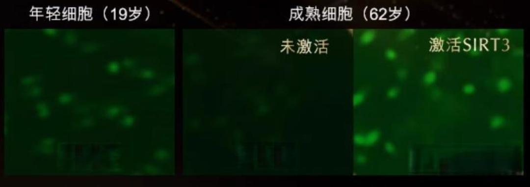 雅诗兰黛的逆龄绝招,为啥总押宝给它?
