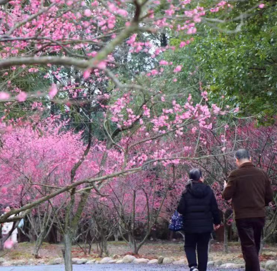 南昌过年，万景启新丨2026春节南昌景区游玩全攻略：精彩活动+超值福利一键get！
