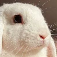 宠物空气净化器哪个牌子好？10大品牌实力测评，除菌效果超惊艳

 