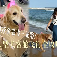 带74斤金毛飞三亚过年！大型犬客舱飞行初体验