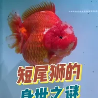 短尾狮的前世今生 #金鱼 #泰狮 #兰寿 #养鱼日记 #养鱼养心