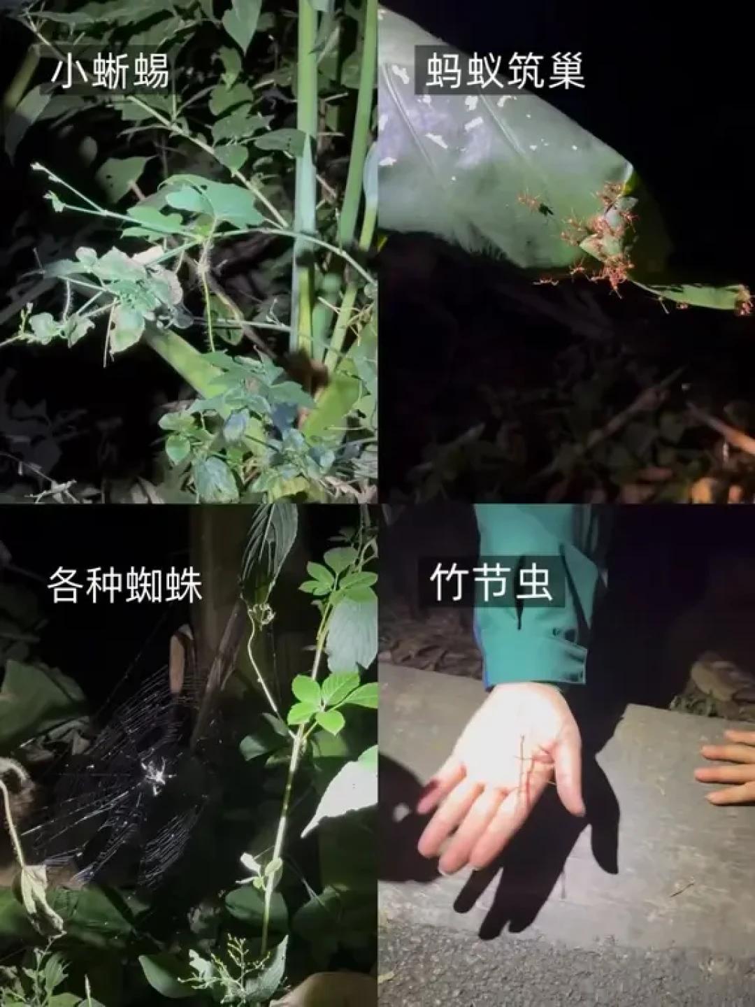 西双版纳&普洱亲子游|最值得去的景点