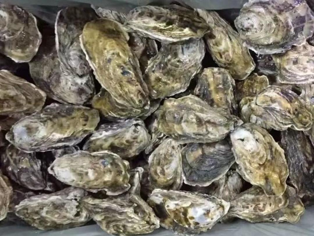 海边人教你:一年12个月海鲜时令表,每月吃什么一目了然,不踩坑