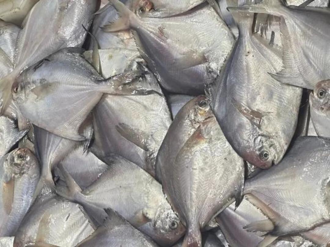 海边人教你:一年12个月海鲜时令表,每月吃什么一目了然,不踩坑