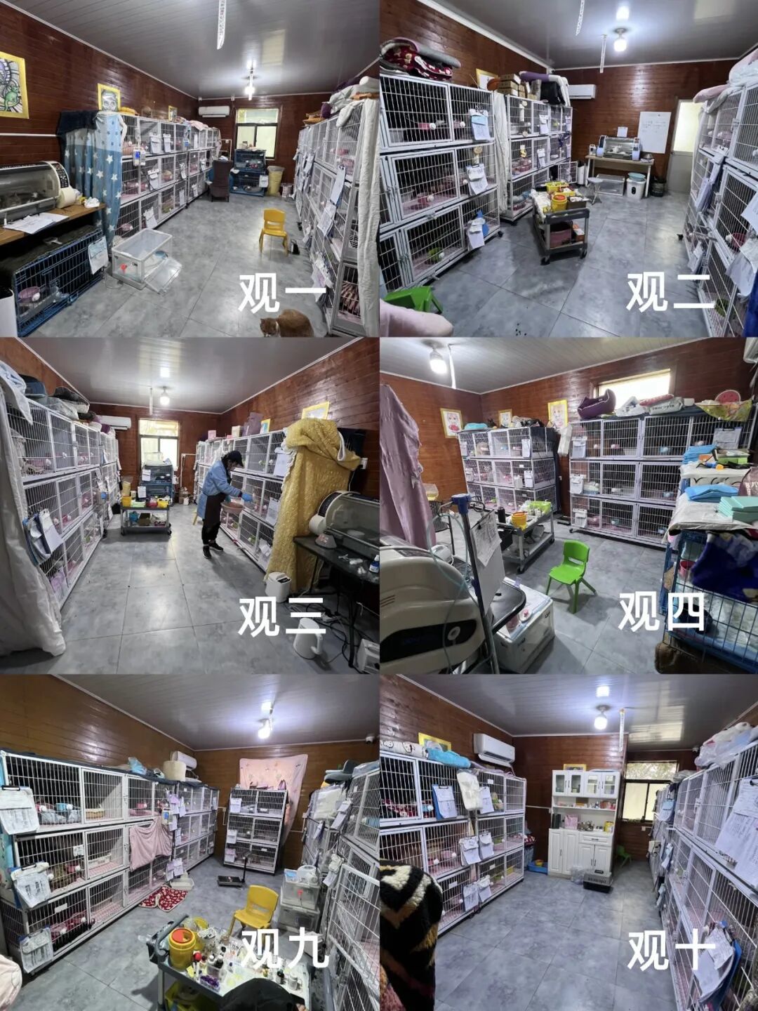 守护着500只住院的猫猫，糗糗的春节不敢放假