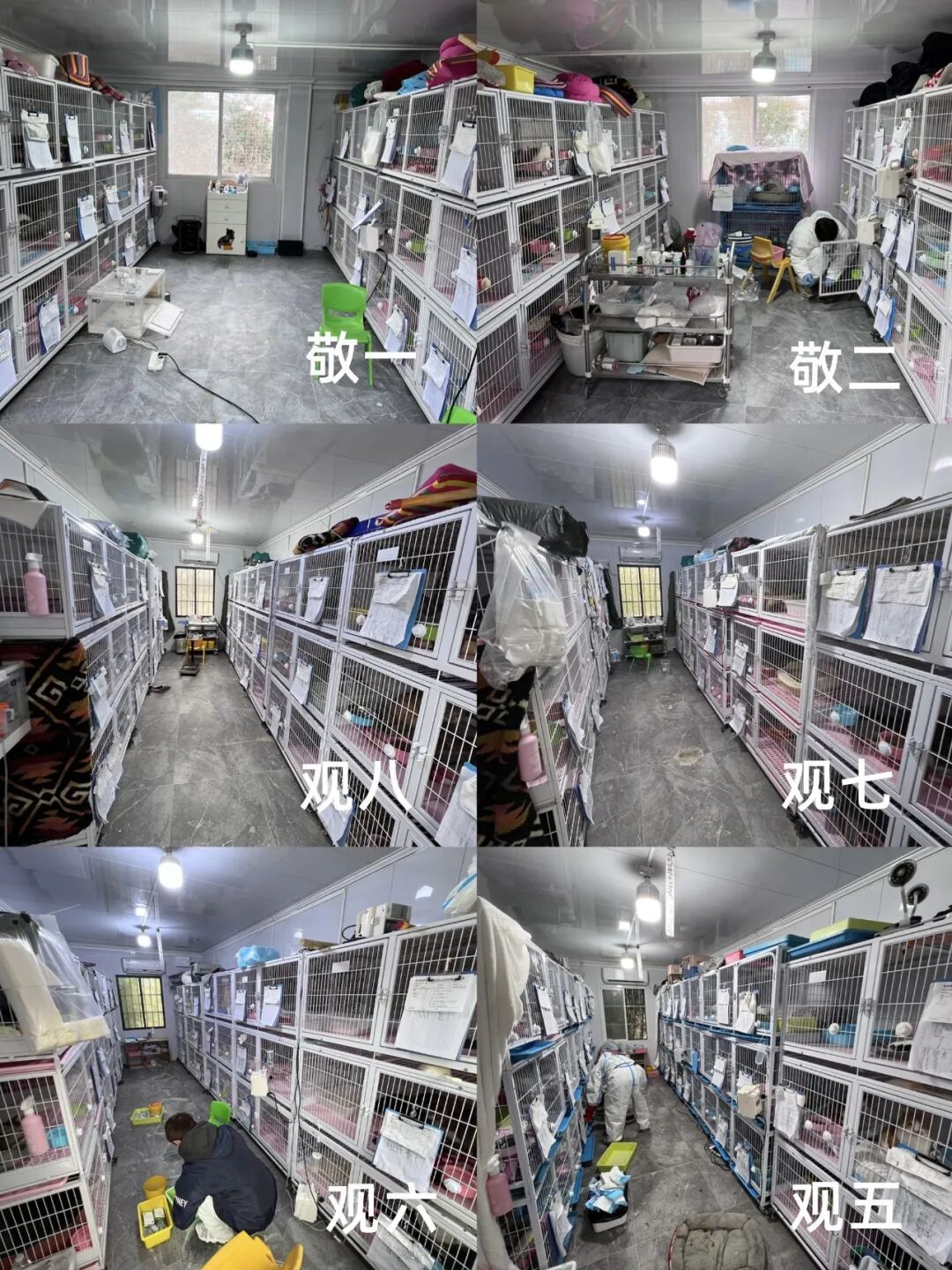 守护着500只住院的猫猫，糗糗的春节不敢放假