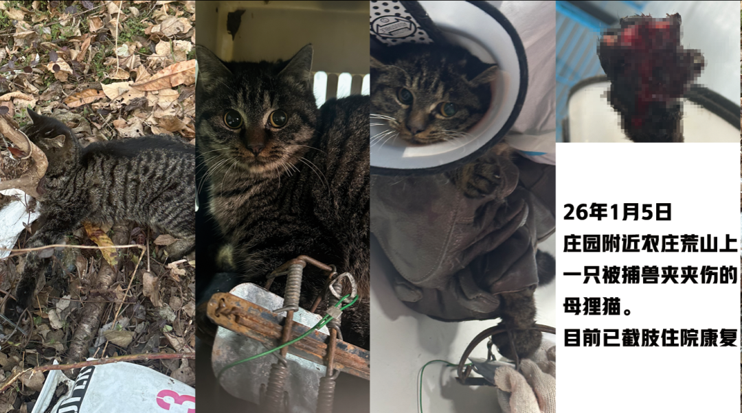 守护着500只住院的猫猫，糗糗的春节不敢放假