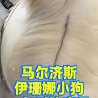 伊珊娜小狗马尔济斯“年度体检”：毛打结、氧化？ 常年使用伊珊娜的狗狗毛发会细软塌？那主毛如此粗壮的马尔济斯又该如何解释？
宠物皮毛的健康才能为主人带来更大的省心和美丽#伊珊娜 #马尔济斯 #马尔济斯美容 #宠物美容 #宠物知识