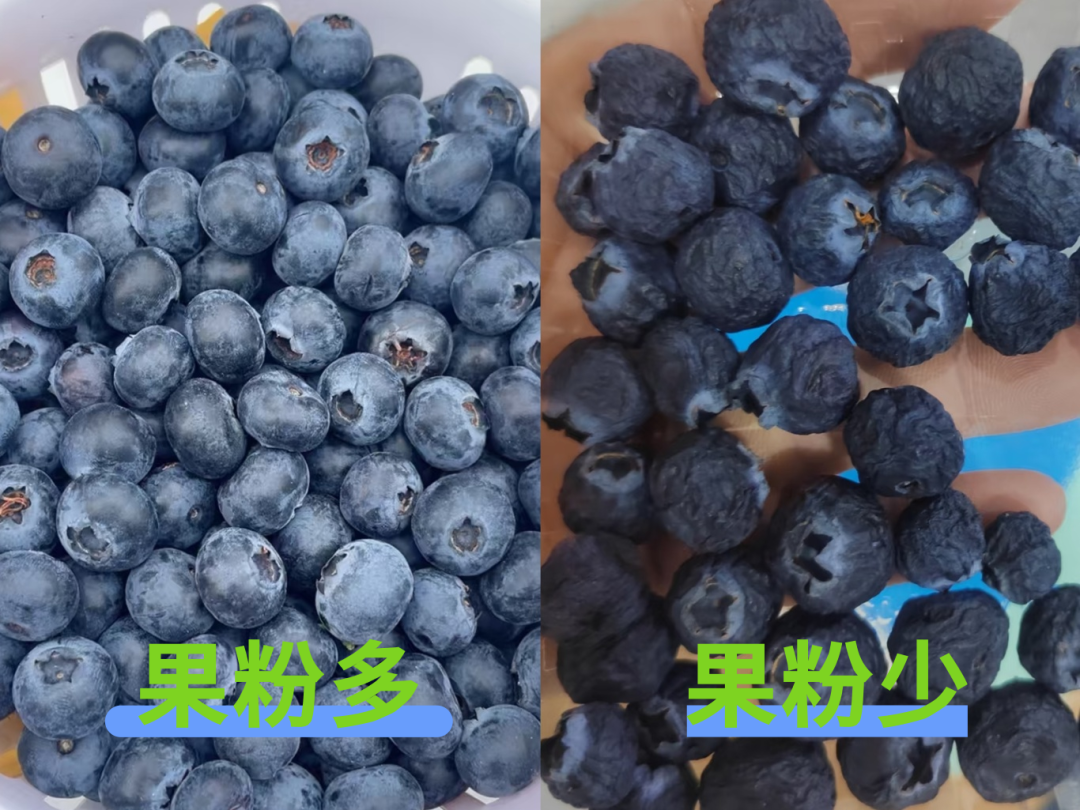 蓝莓越大,营养可能越“缩水”!90%的人都吃错了