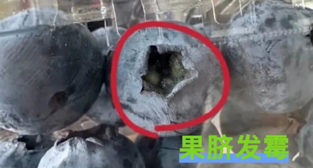 蓝莓越大,营养可能越“缩水”!90%的人都吃错了
